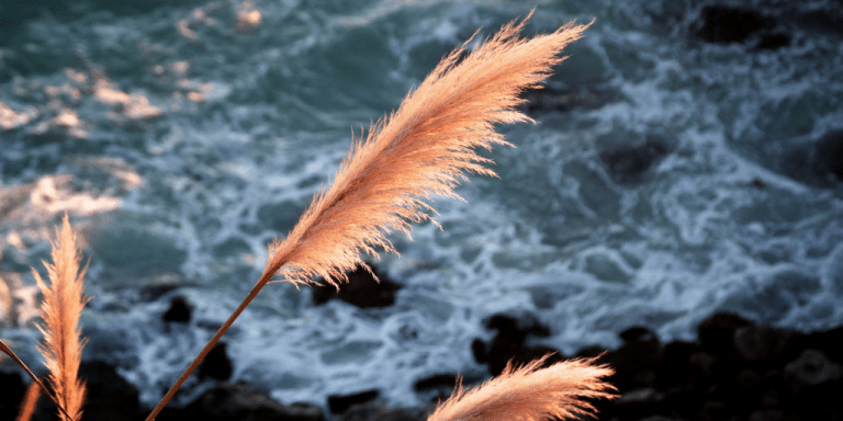 Pampas grass overlooking a rocky coastline. 