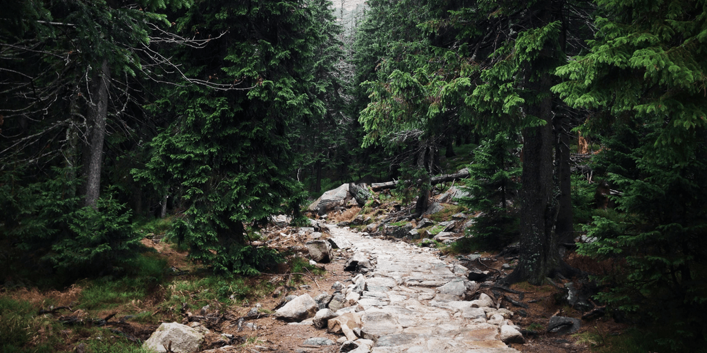 Rocky trail through a green pine forest