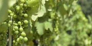image of green grapes on the vine
