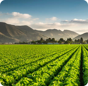 Santa-ynez-square-small