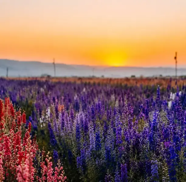 Lompoc flower field representing local companies using outsourced accounting support