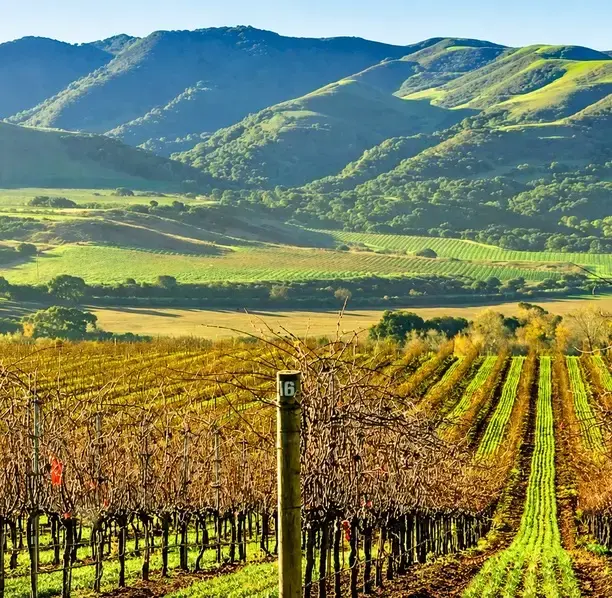 Rolling vineyards in Santa Ynez, reflecting the growing estates supported by our outsourced accounting services.